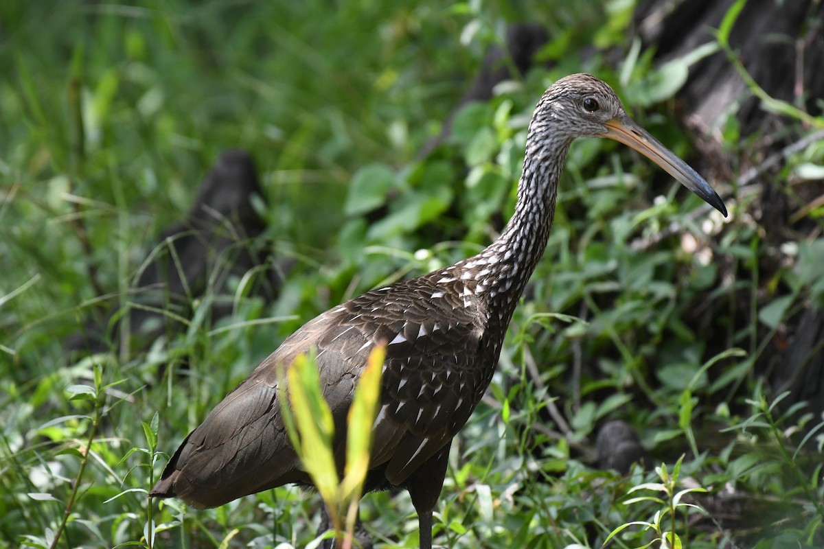 Limpkin (Speckled) - ML640776801