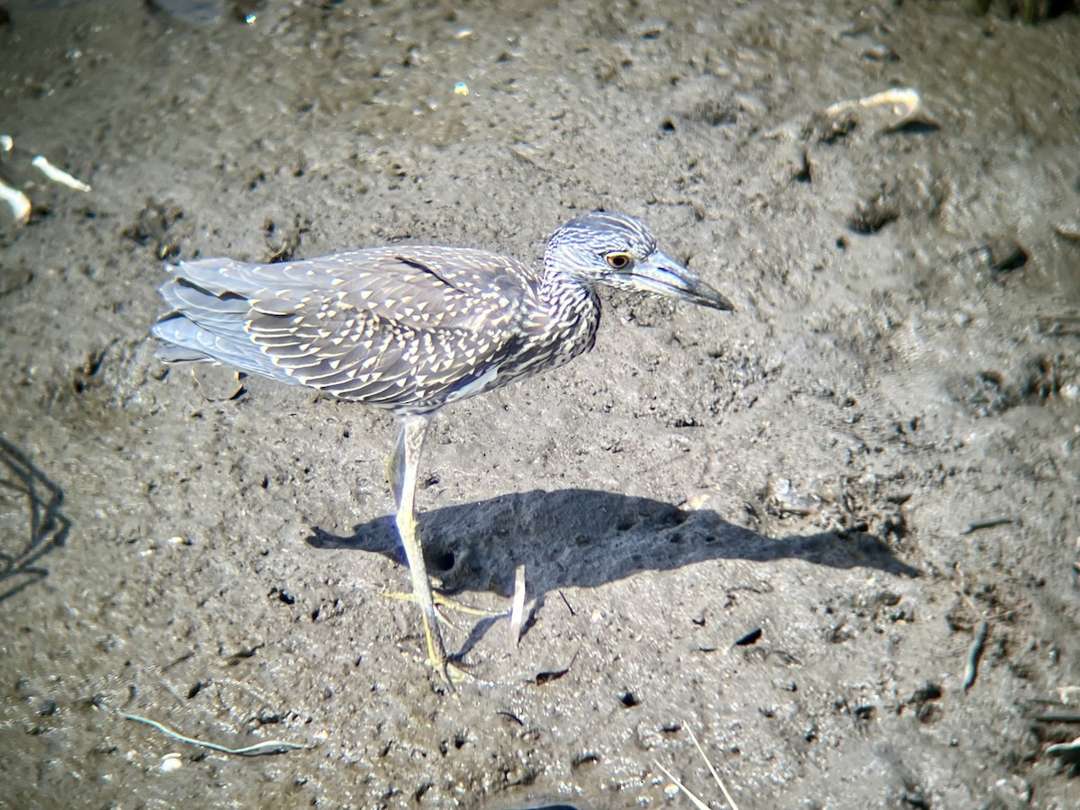 Yellow-crowned Night Heron - ML640776827