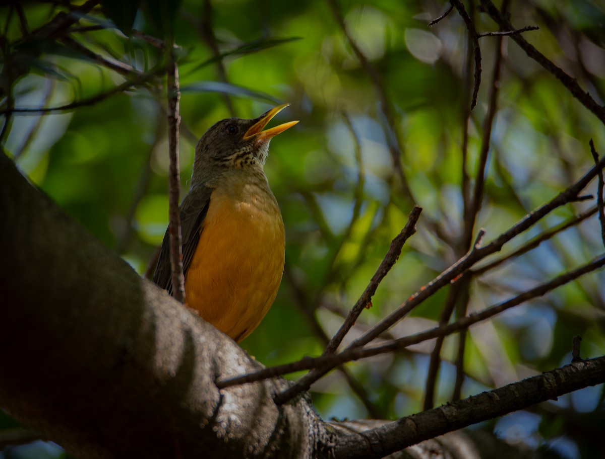 Olive Thrush - ML640776839