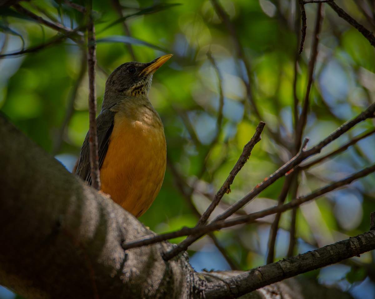 Olive Thrush - ML640776840