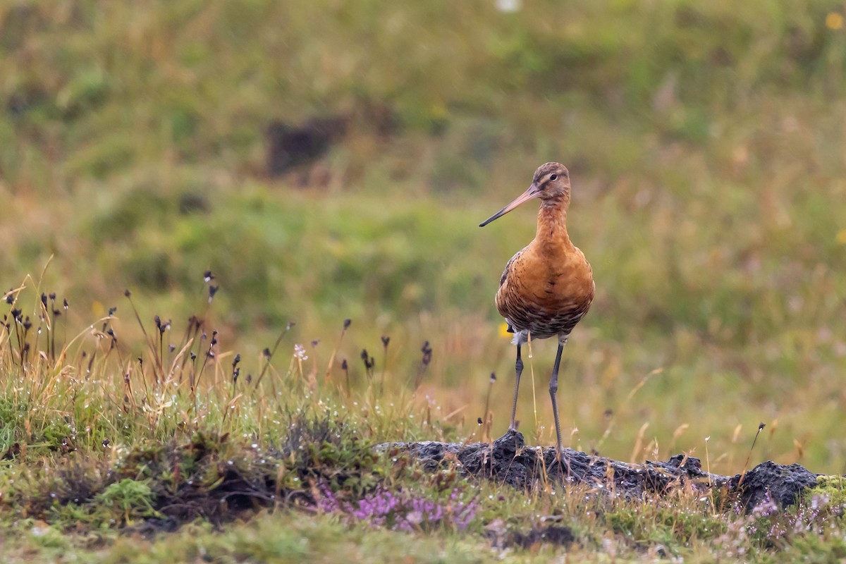 Black-tailed Godwit - ML640776841