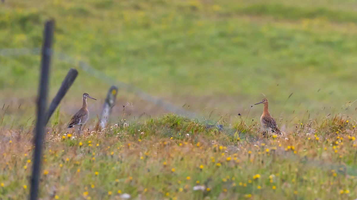 Black-tailed Godwit - ML640776842