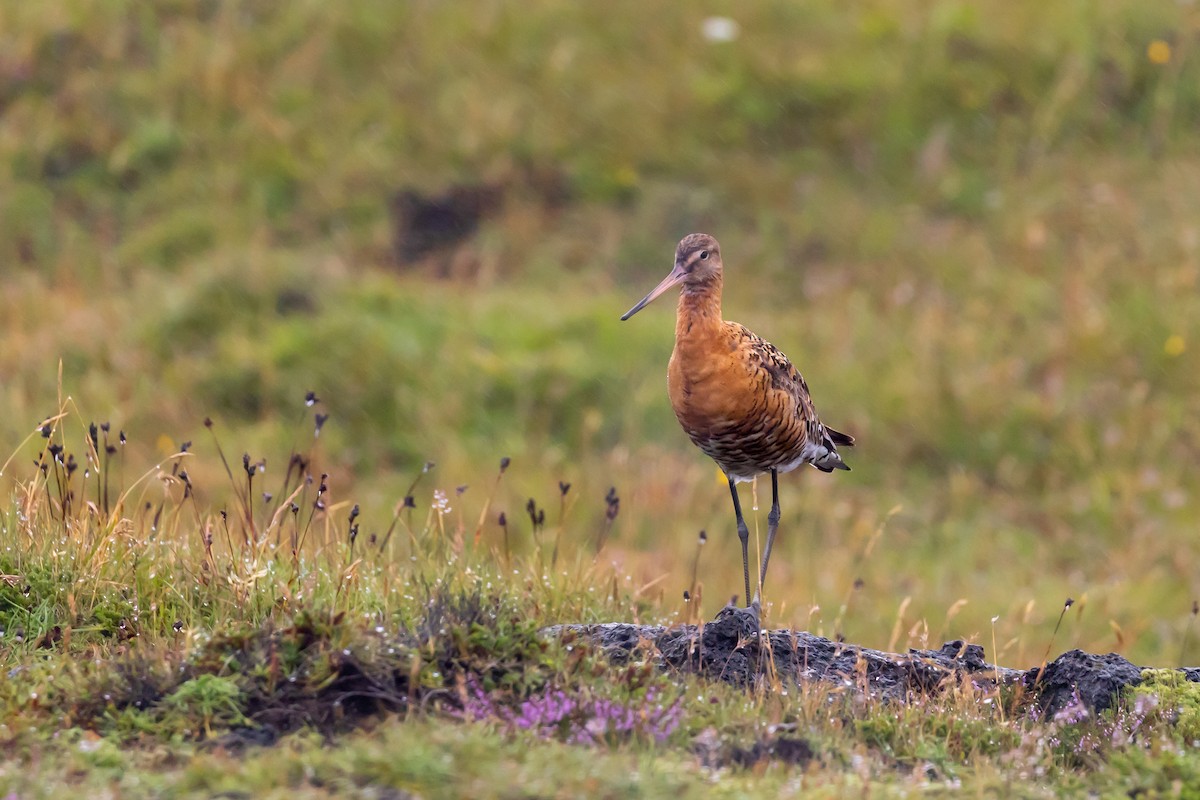 Black-tailed Godwit - ML640776843
