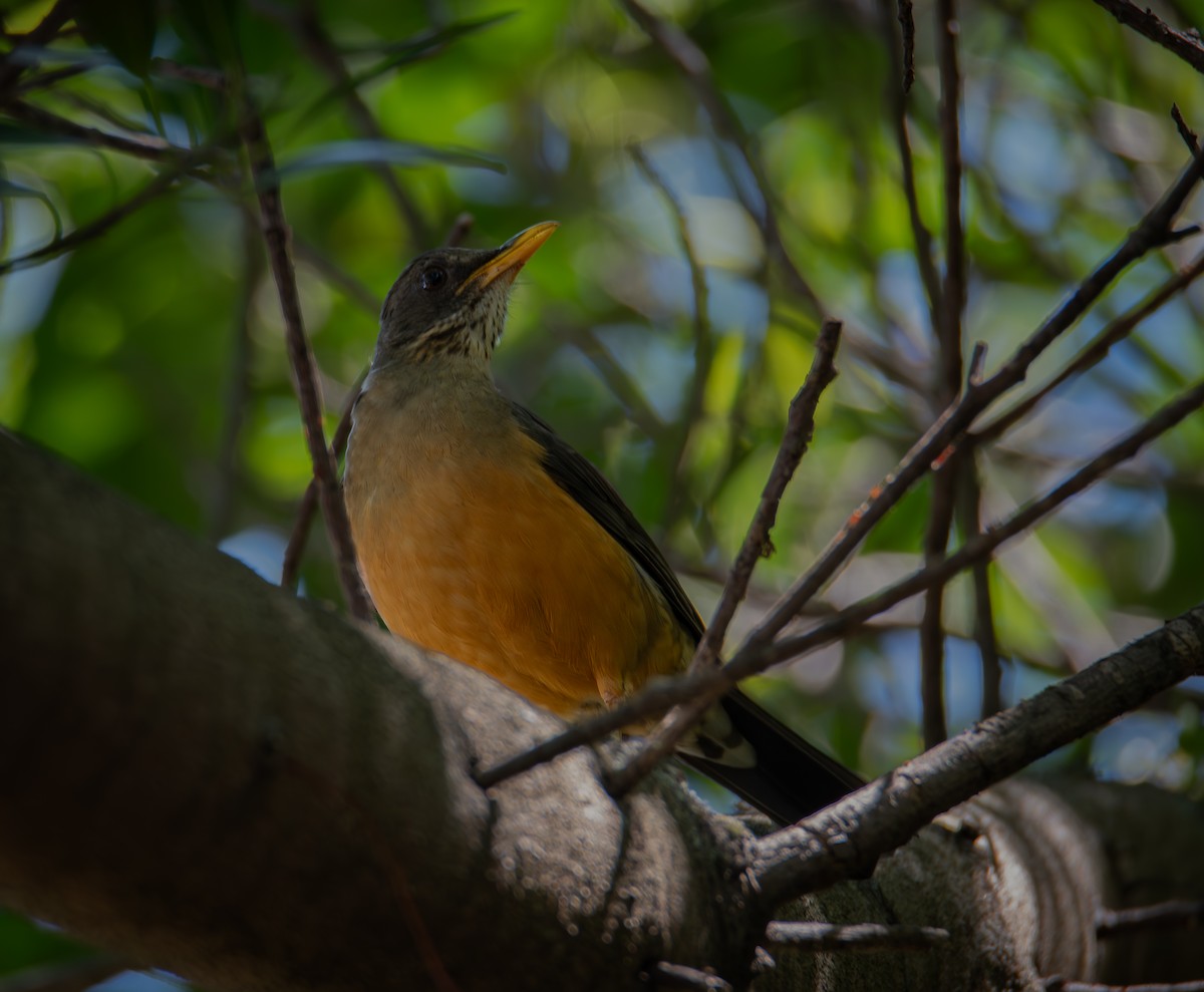 Olive Thrush - ML640776845