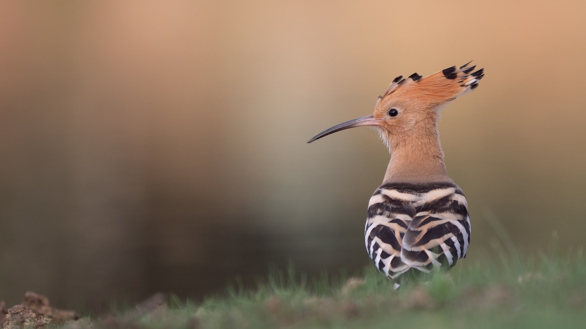 Common Hoopoe - ML640776914