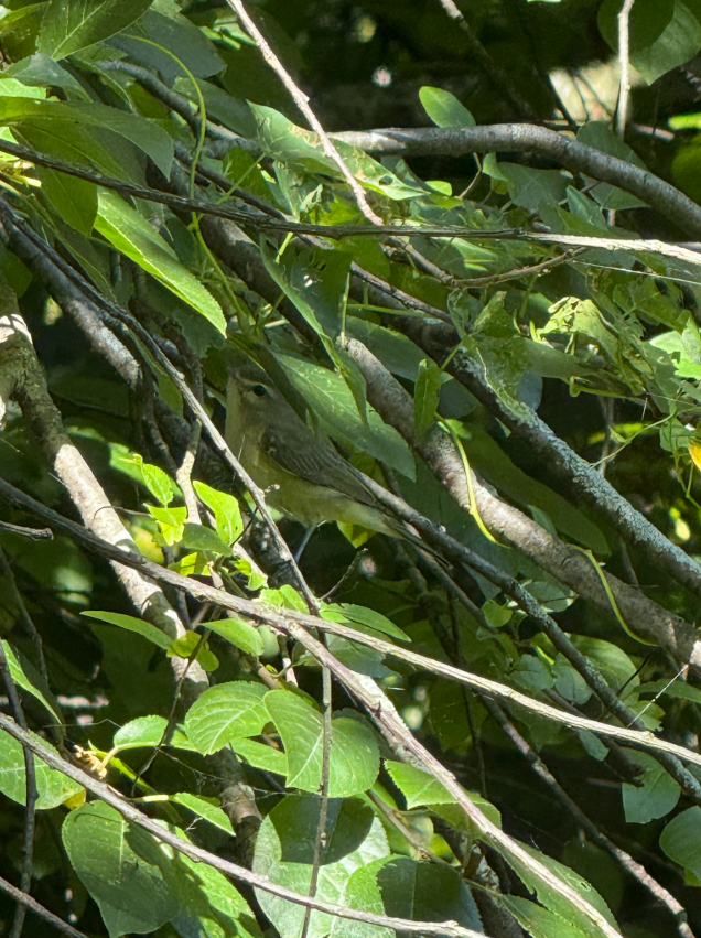 Eastern Warbling Vireo - ML640776919