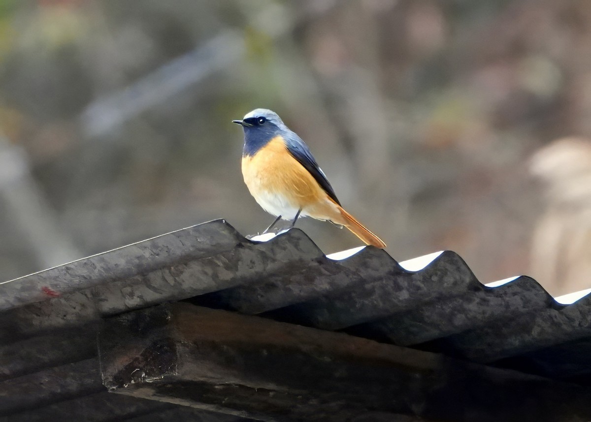 Hodgson's Redstart - ML640776949