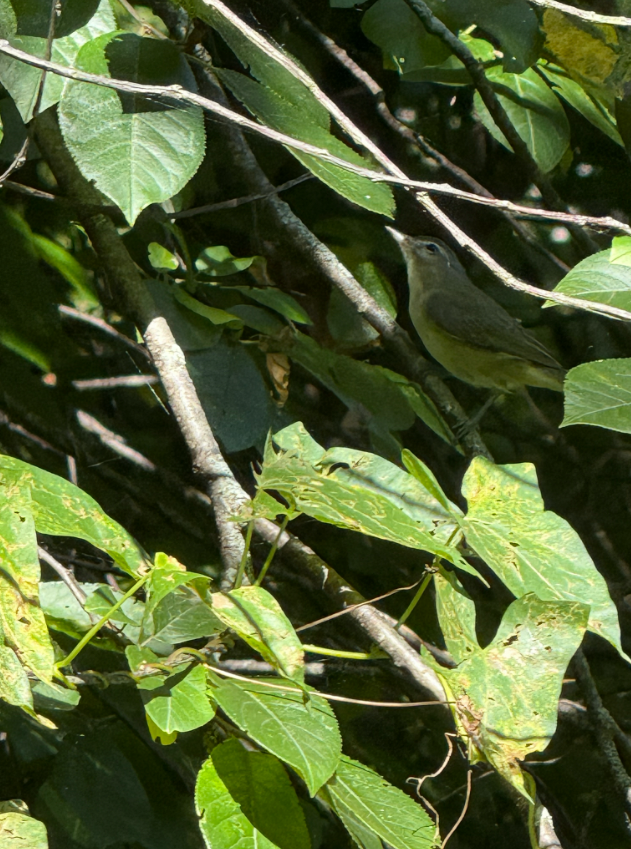 Eastern Warbling Vireo - ML640776950