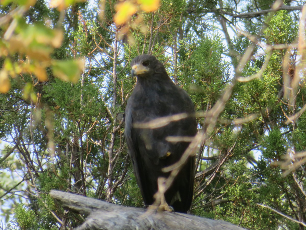 Common Black Hawk - ML640777009