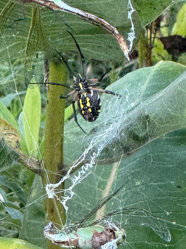 Yellow Garden Spider - ML640777027