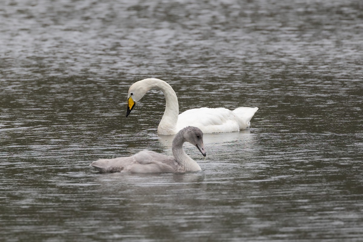 Whooper Swan - ML640777242