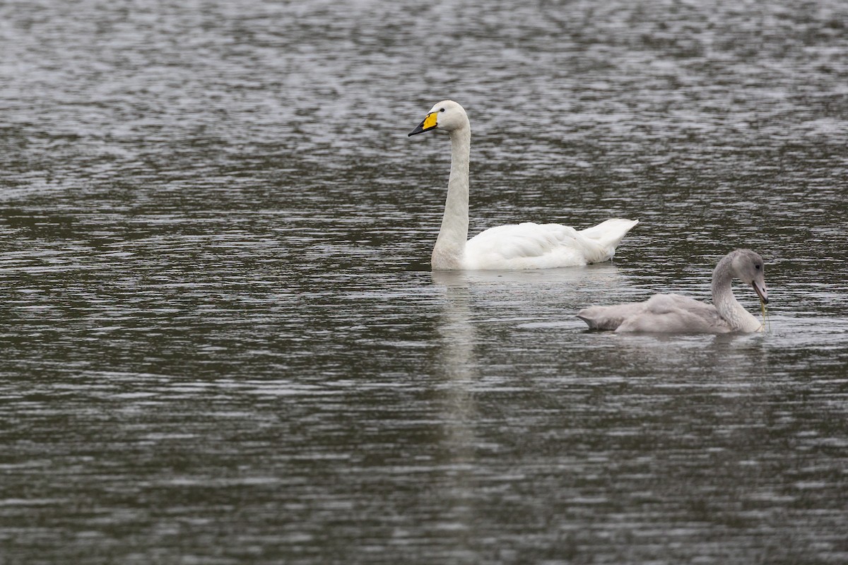 Whooper Swan - ML640777243