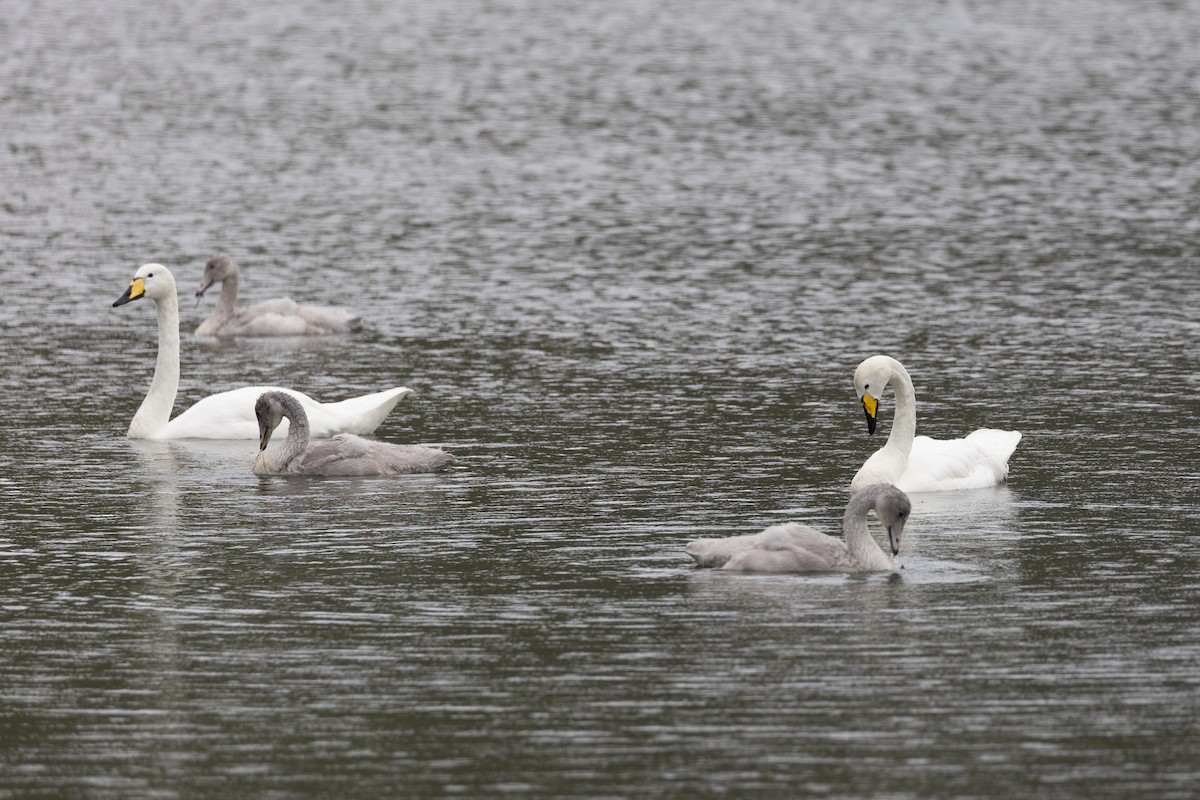 Whooper Swan - ML640777245