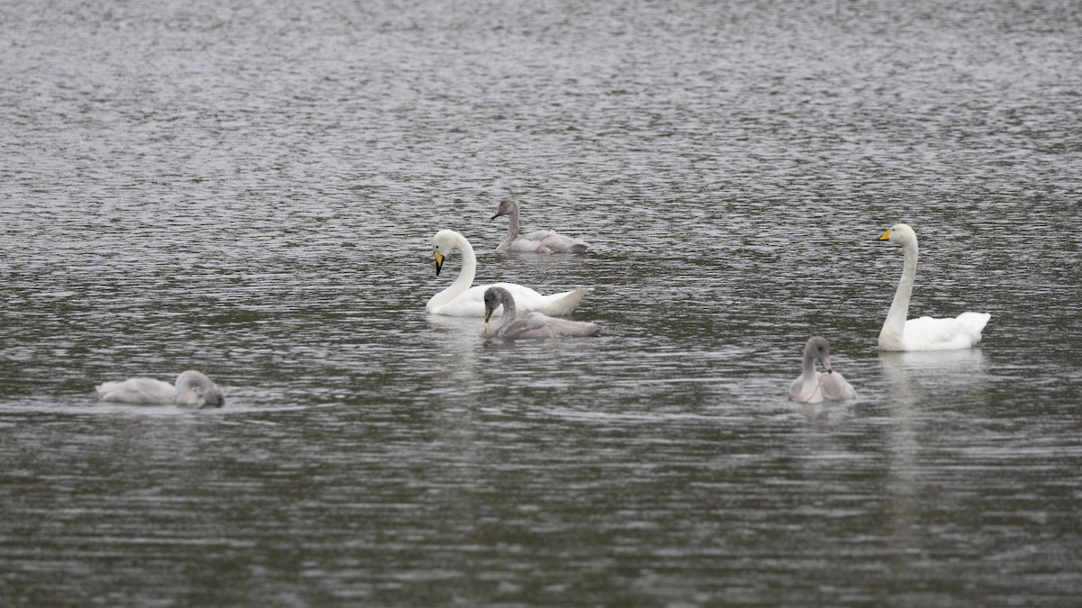 Whooper Swan - ML640777246
