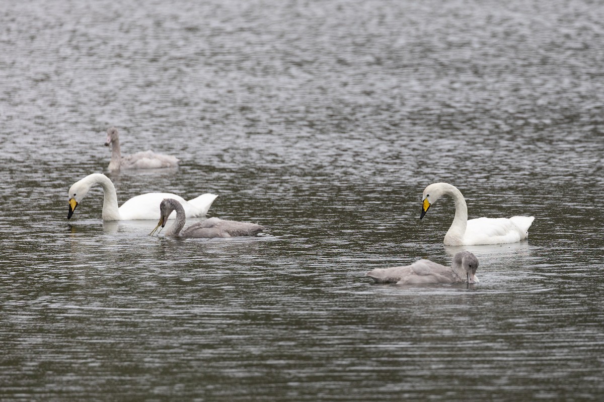 Whooper Swan - ML640777247