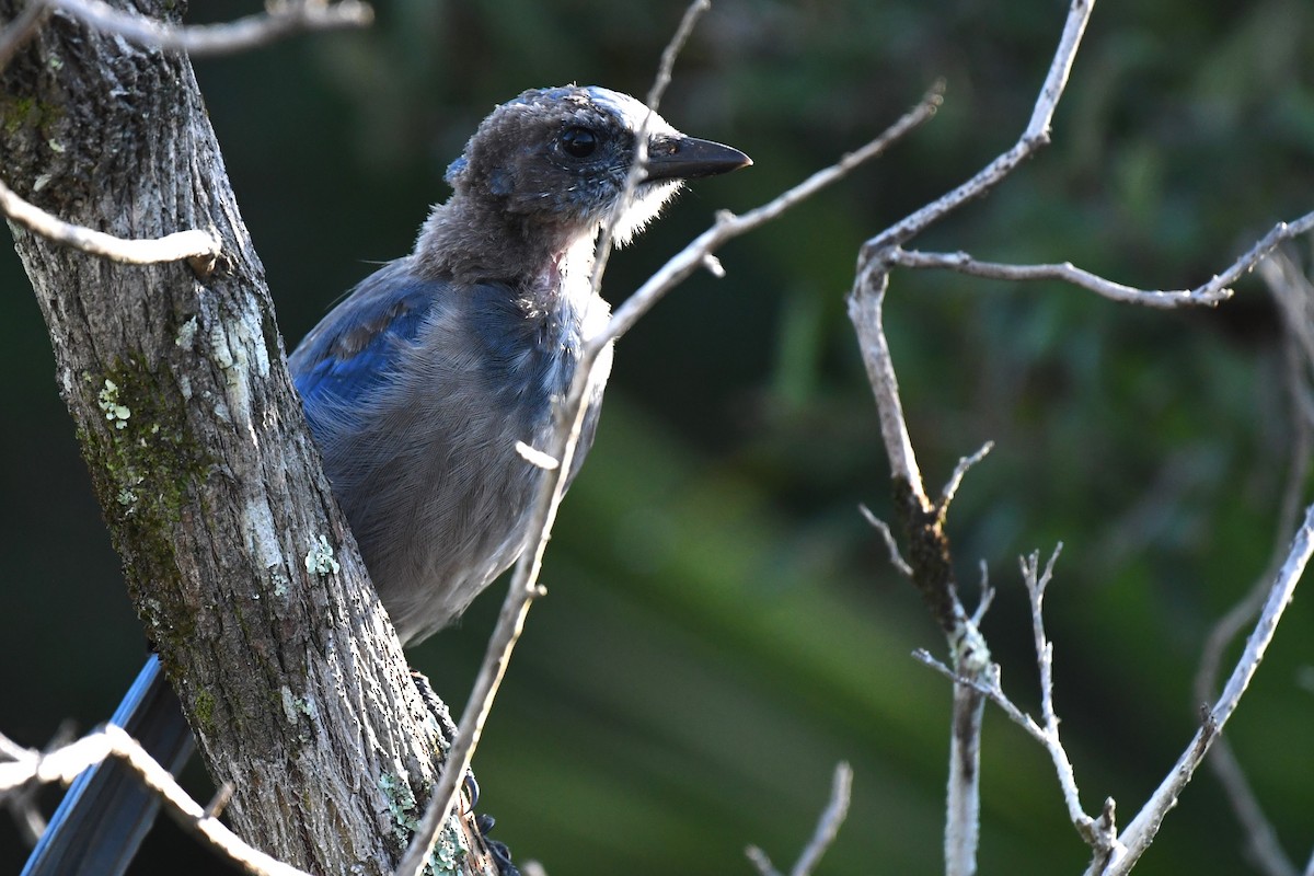 Florida Scrub-Jay - ML640777282