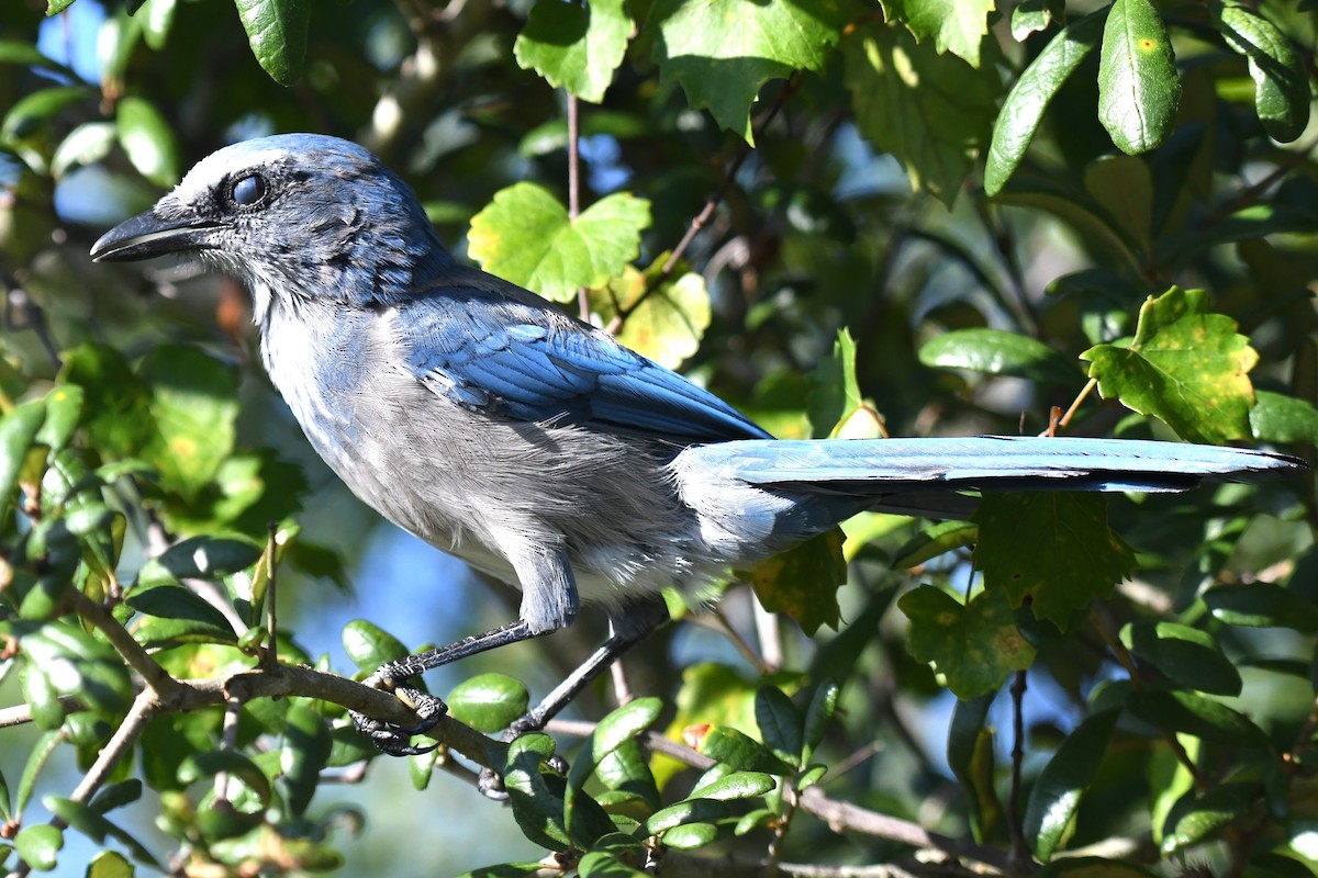 Florida Scrub-Jay - ML640777283