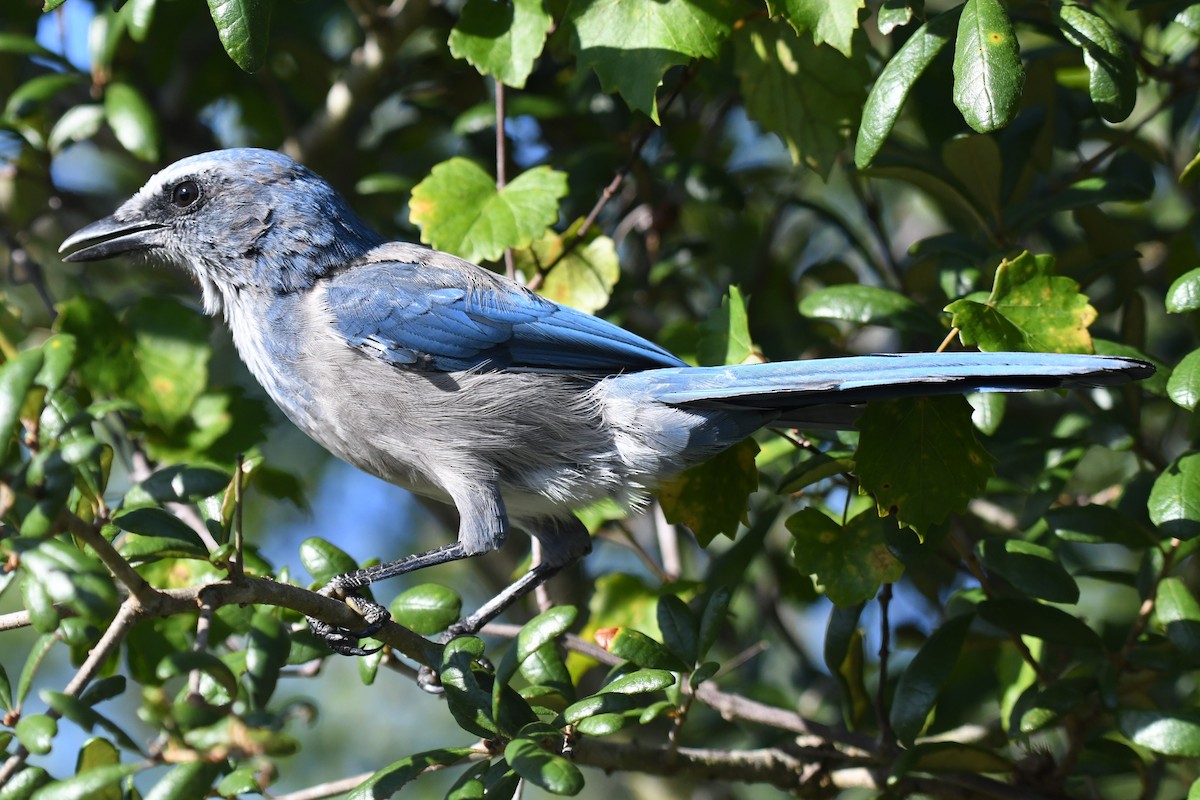 Florida Scrub-Jay - ML640777284
