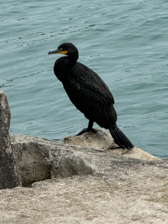 Double-crested Cormorant - ML640777291