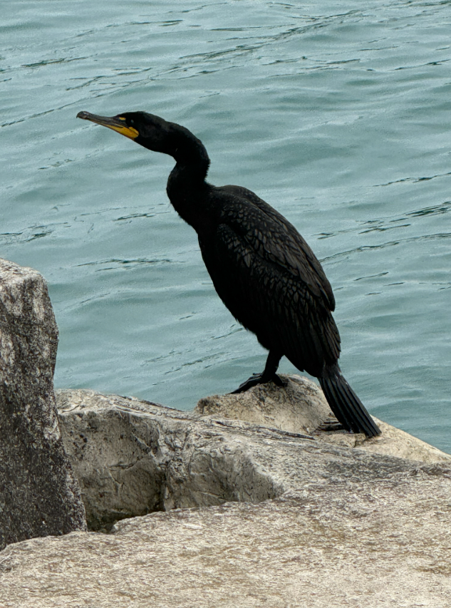 Double-crested Cormorant - ML640777301