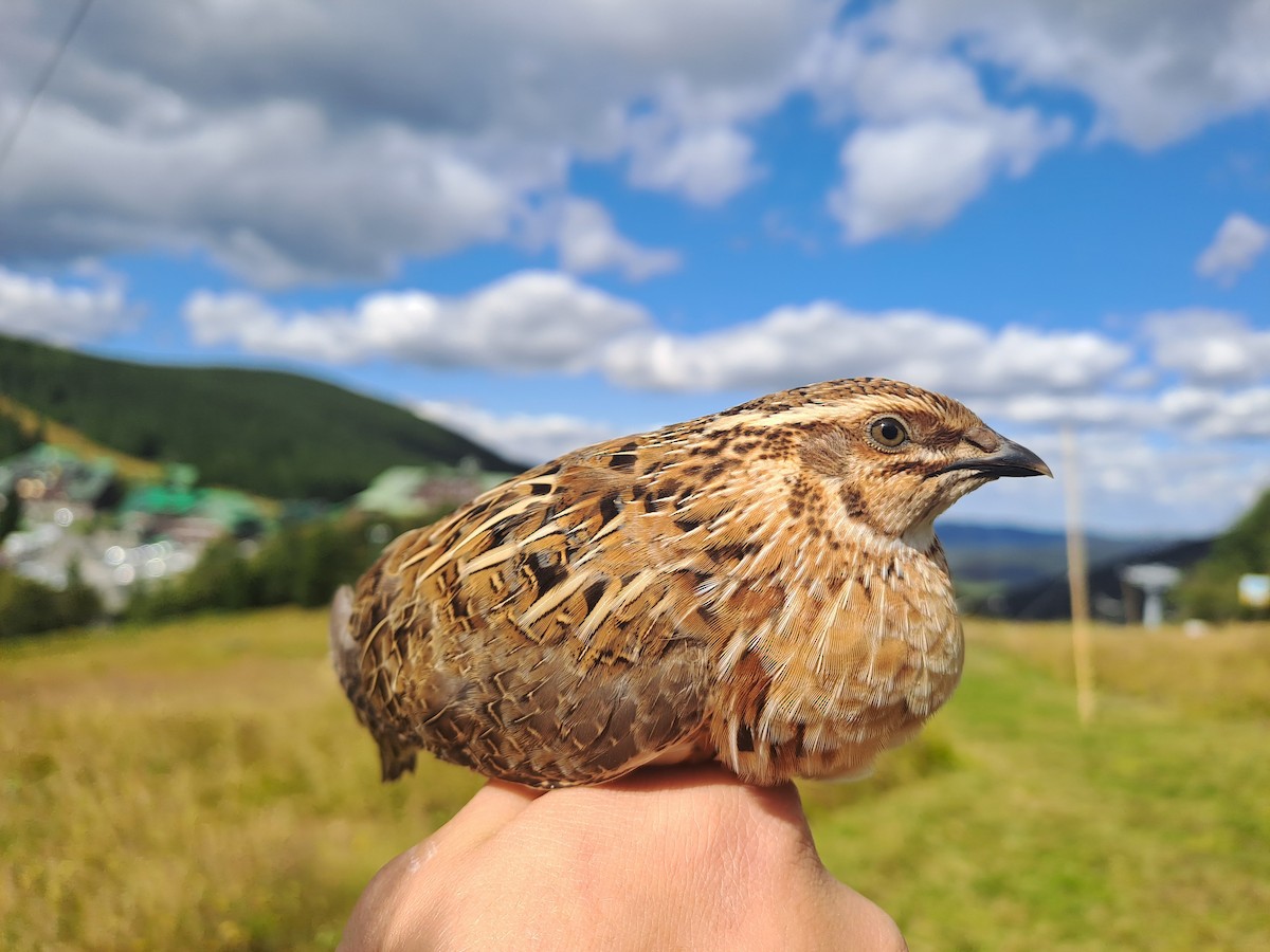 Common Quail - ML640777369