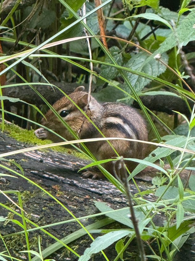 Eastern Chipmunk - ML640777402