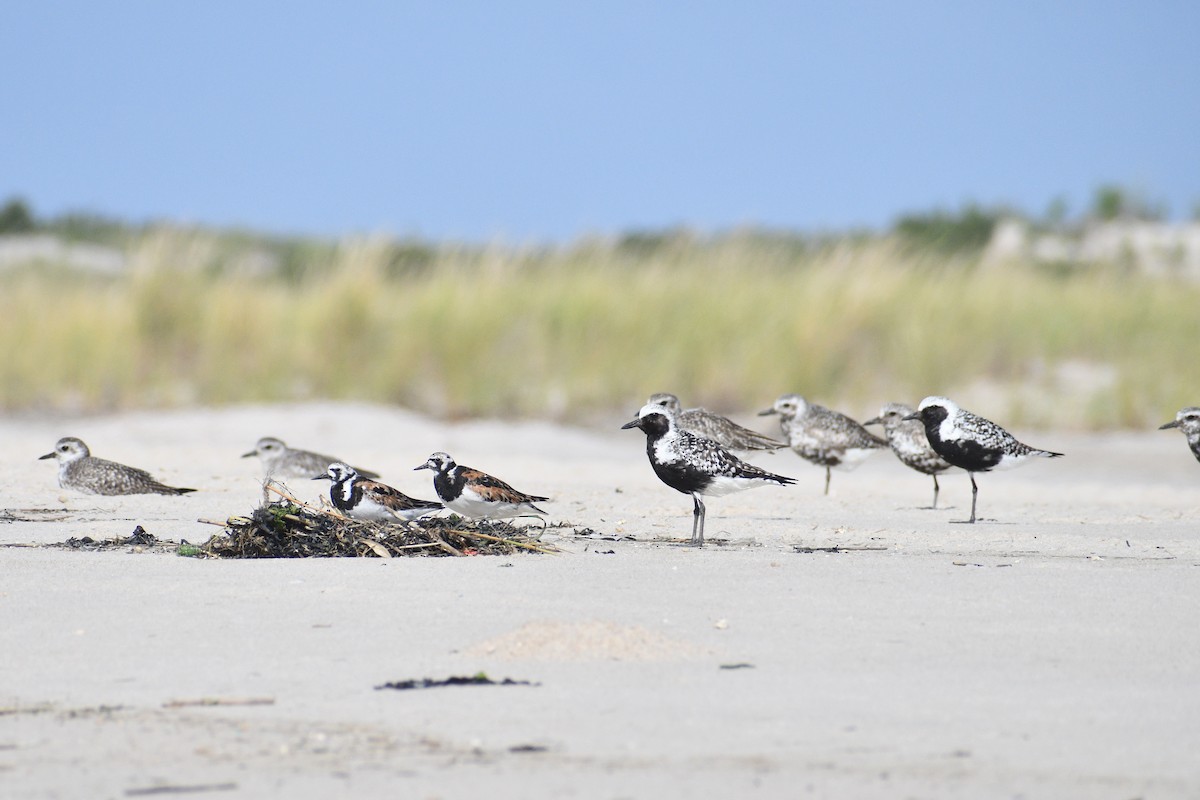 kulík bledý - ML640777425