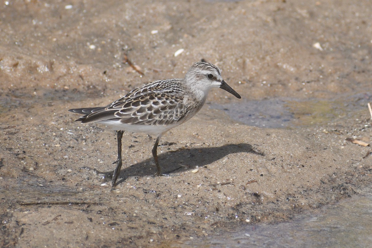 jespák srostloprstý - ML640777428