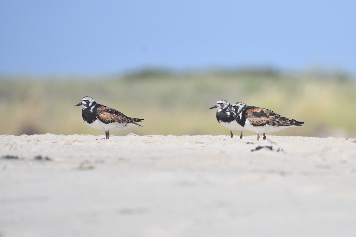 kamenáček pestrý - ML640777440