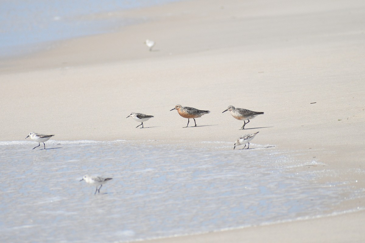 jespák rezavý - ML640777444