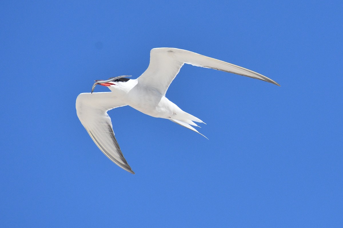 rybák obecný - ML640777461