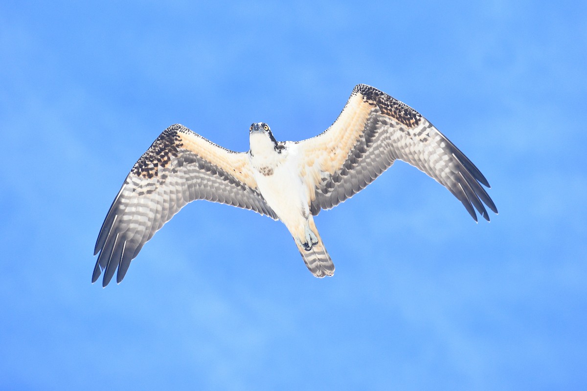 orlovec říční - ML640777466