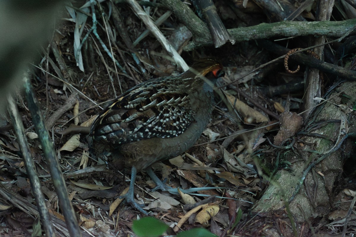 Spot-winged Wood-Quail - ML640777495