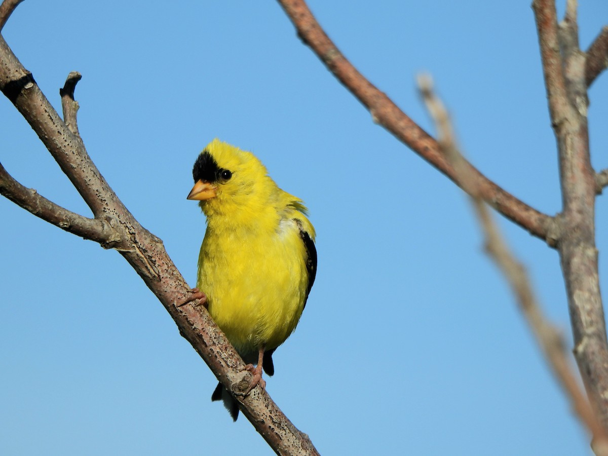 American Goldfinch - ML640777575