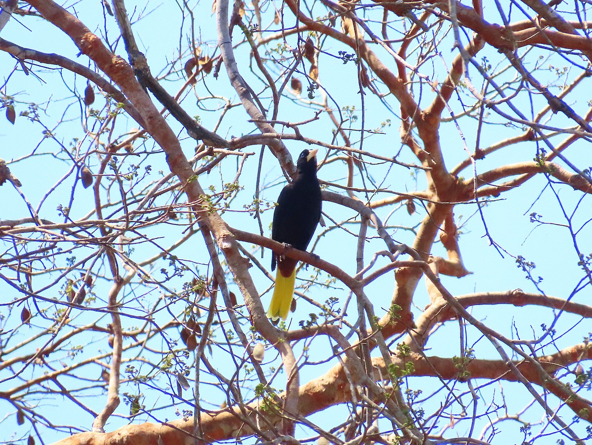 Cacique Crestado - ML640777579