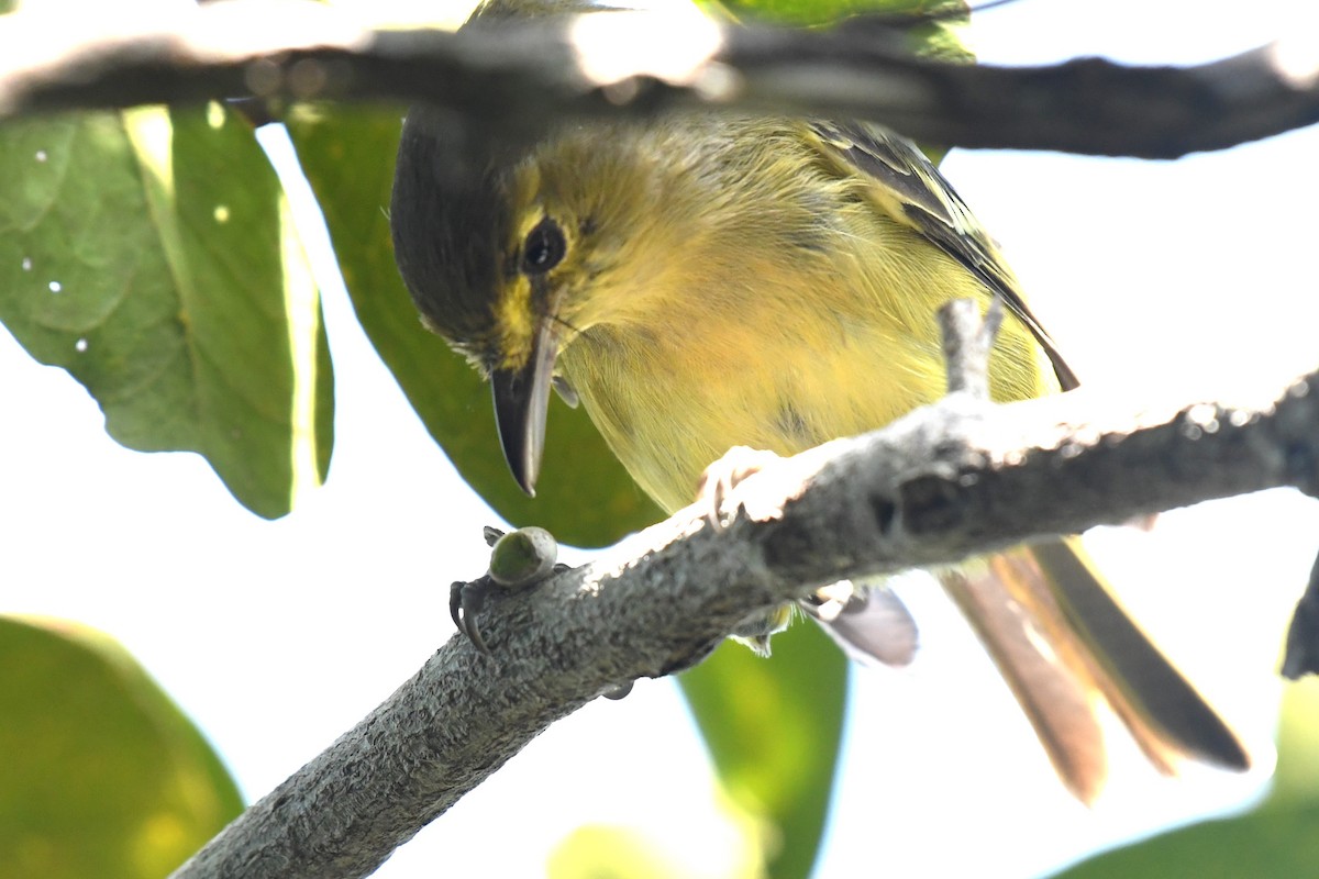 arawakvireo - ML640777604