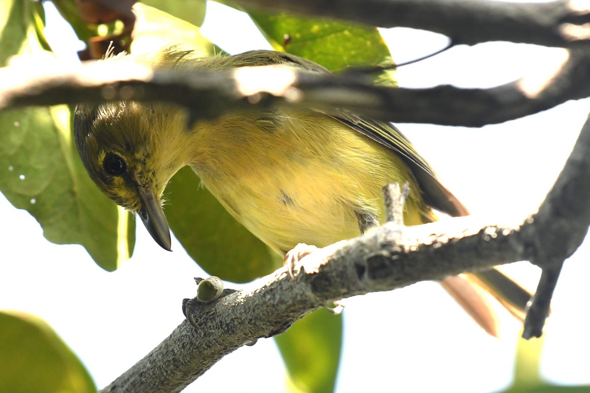 arawakvireo - ML640777605