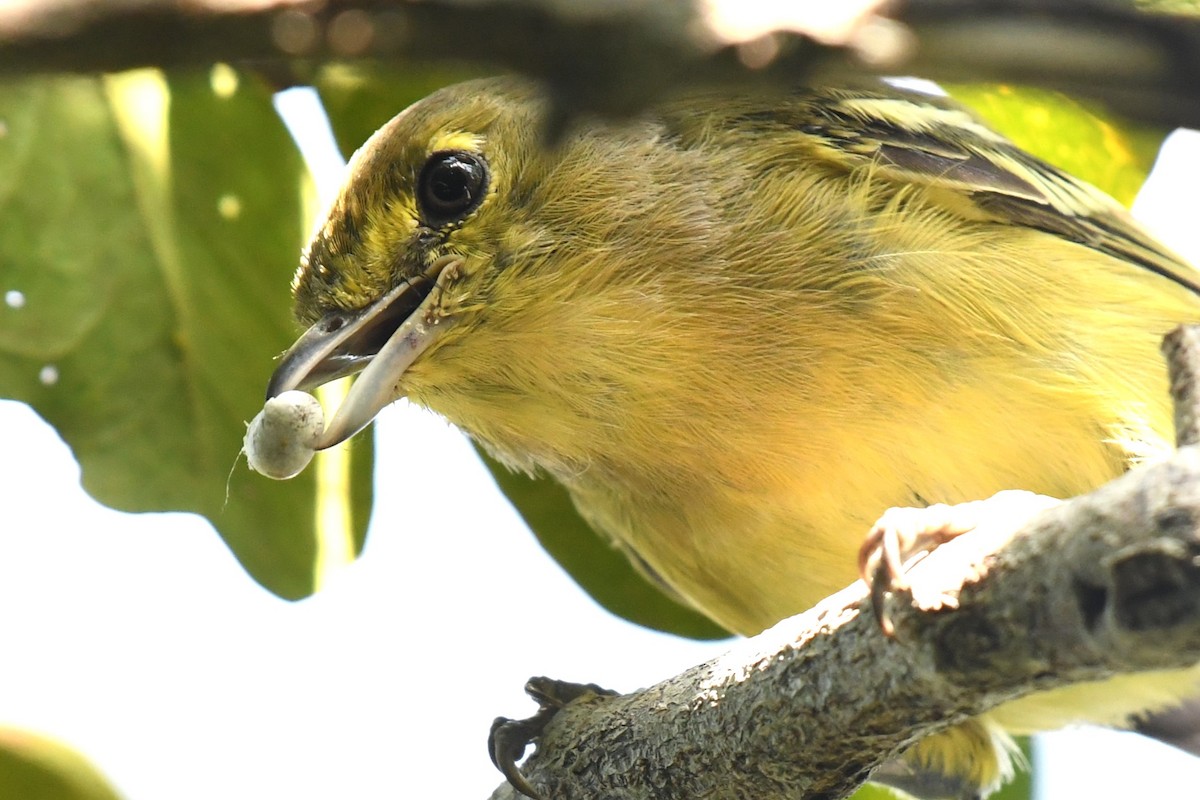 arawakvireo - ML640777606
