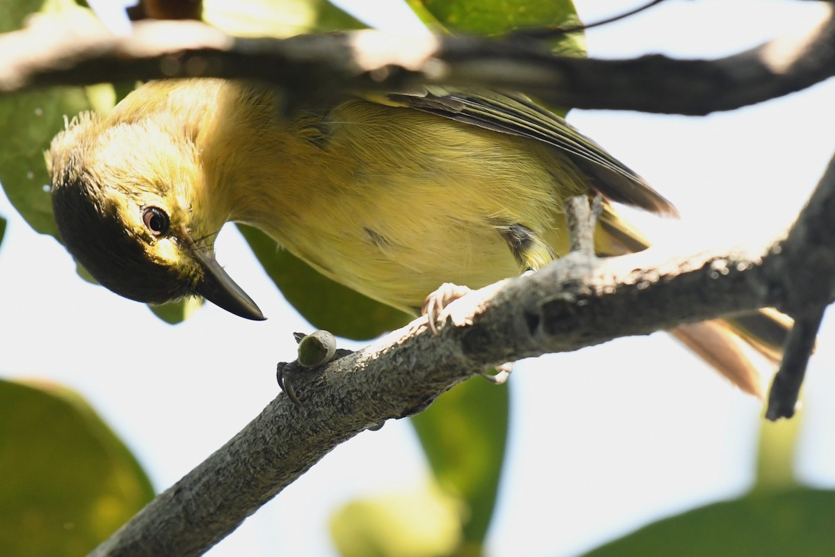 arawakvireo - ML640777607