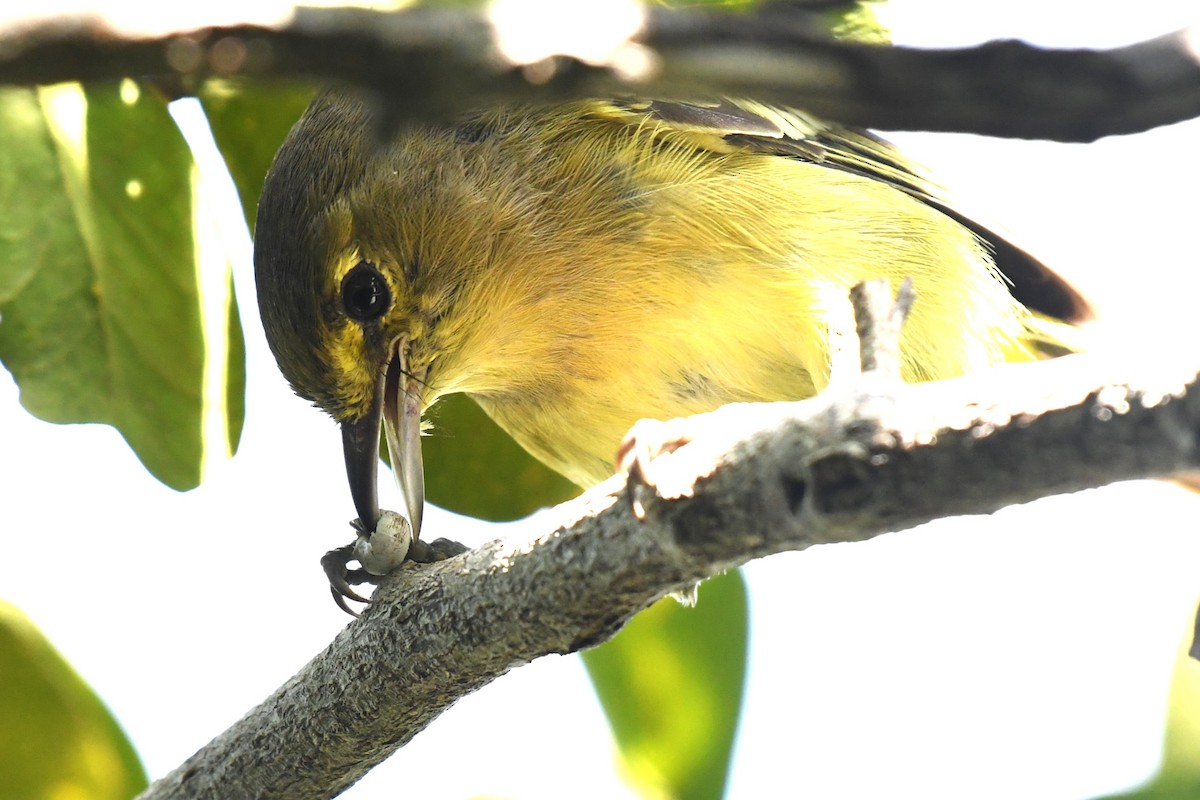 arawakvireo - ML640777608