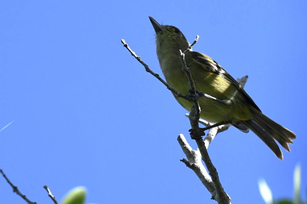 arawakvireo - ML640777609