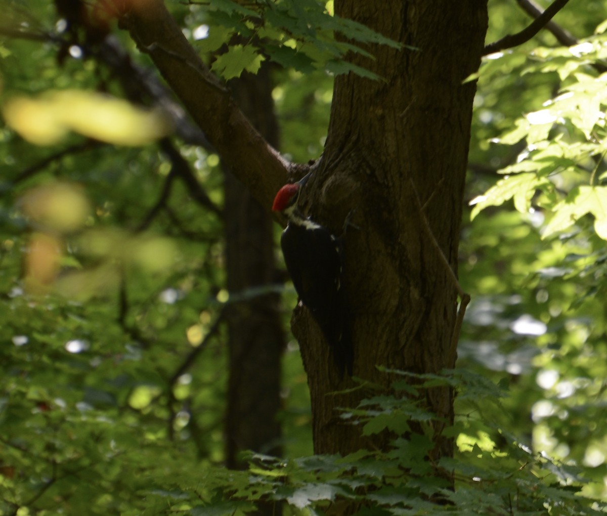 Pileated Woodpecker - ML640777702