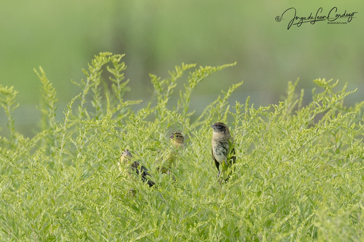 Bobolink - ML640777790