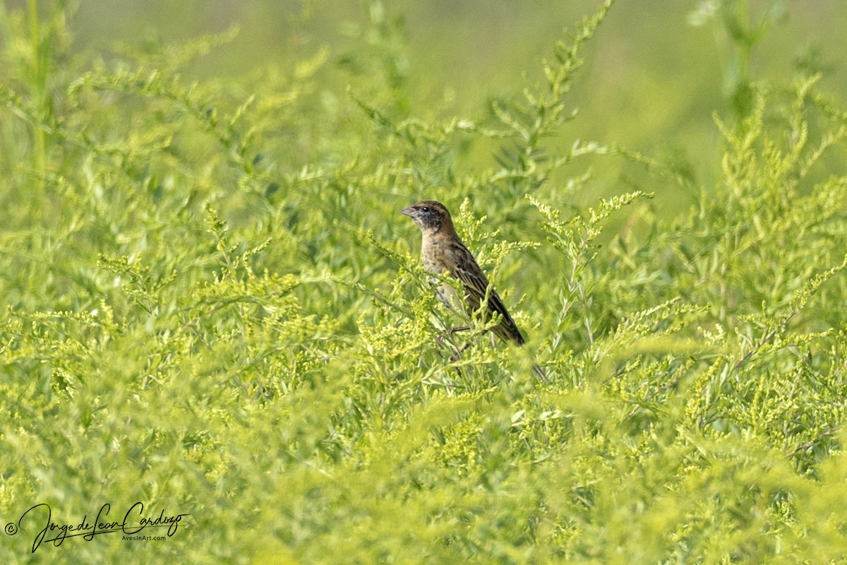 Bobolink - ML640777791