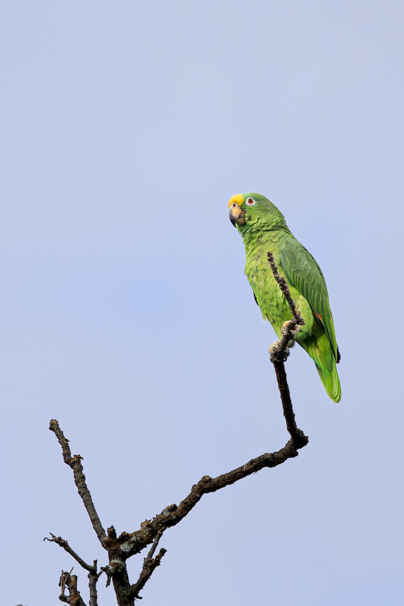 Yellow-crowned Amazon - ML640777833