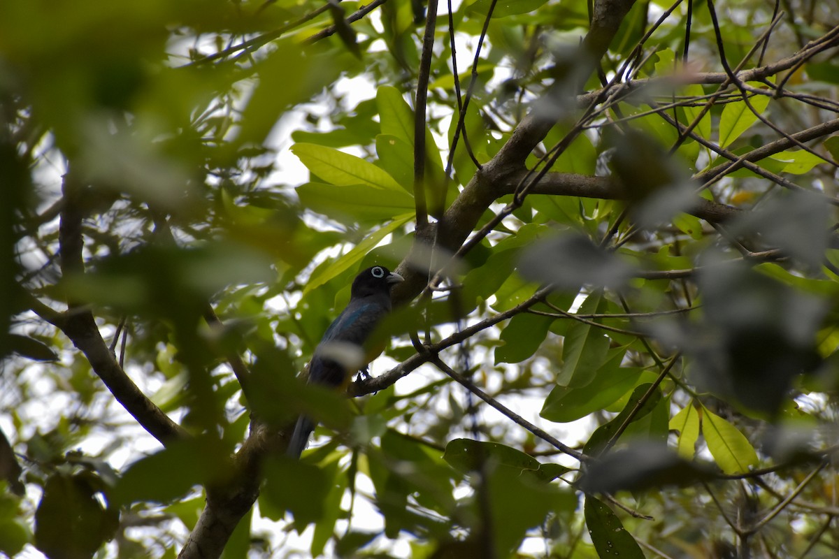 Black-headed Trogon - ML640777848