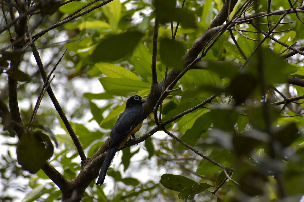 Black-headed Trogon - ML640777849
