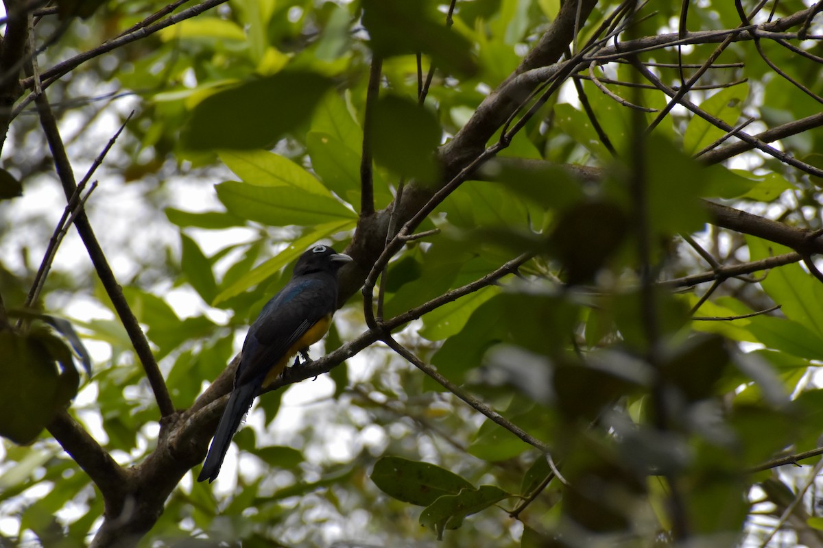 Black-headed Trogon - ML640777850