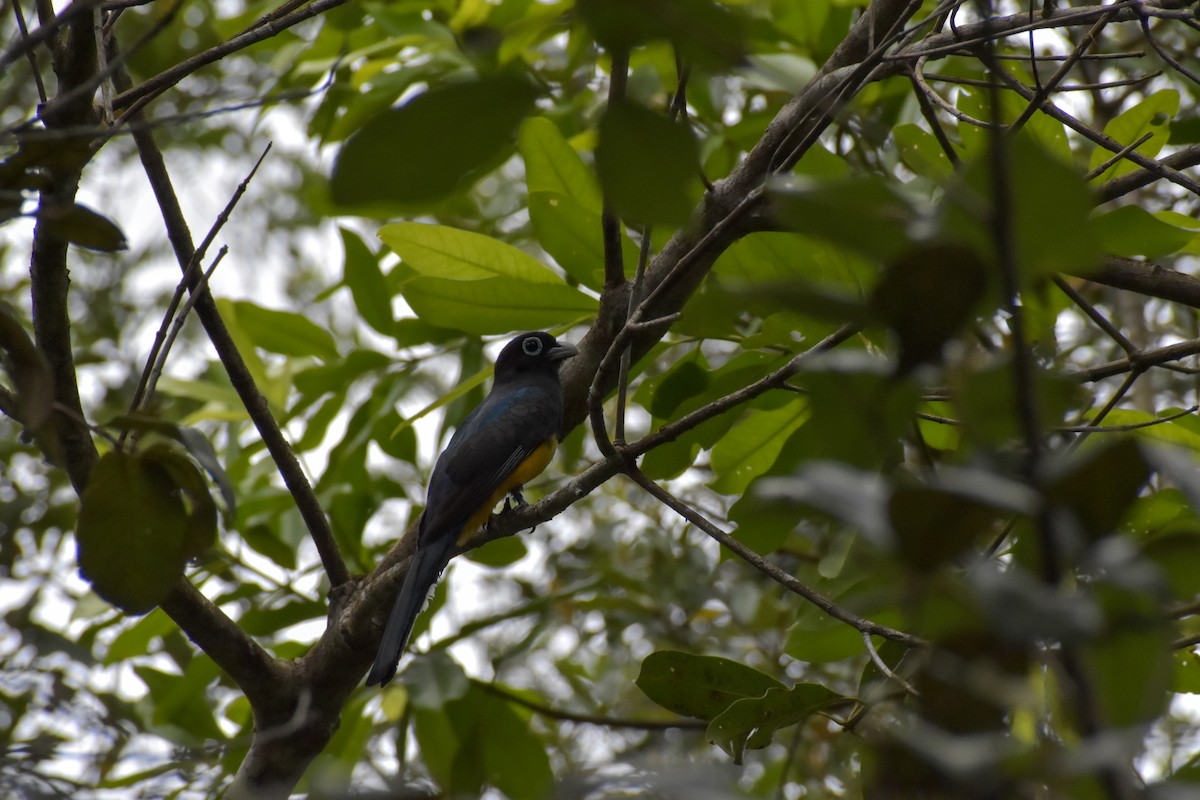 Black-headed Trogon - ML640777851