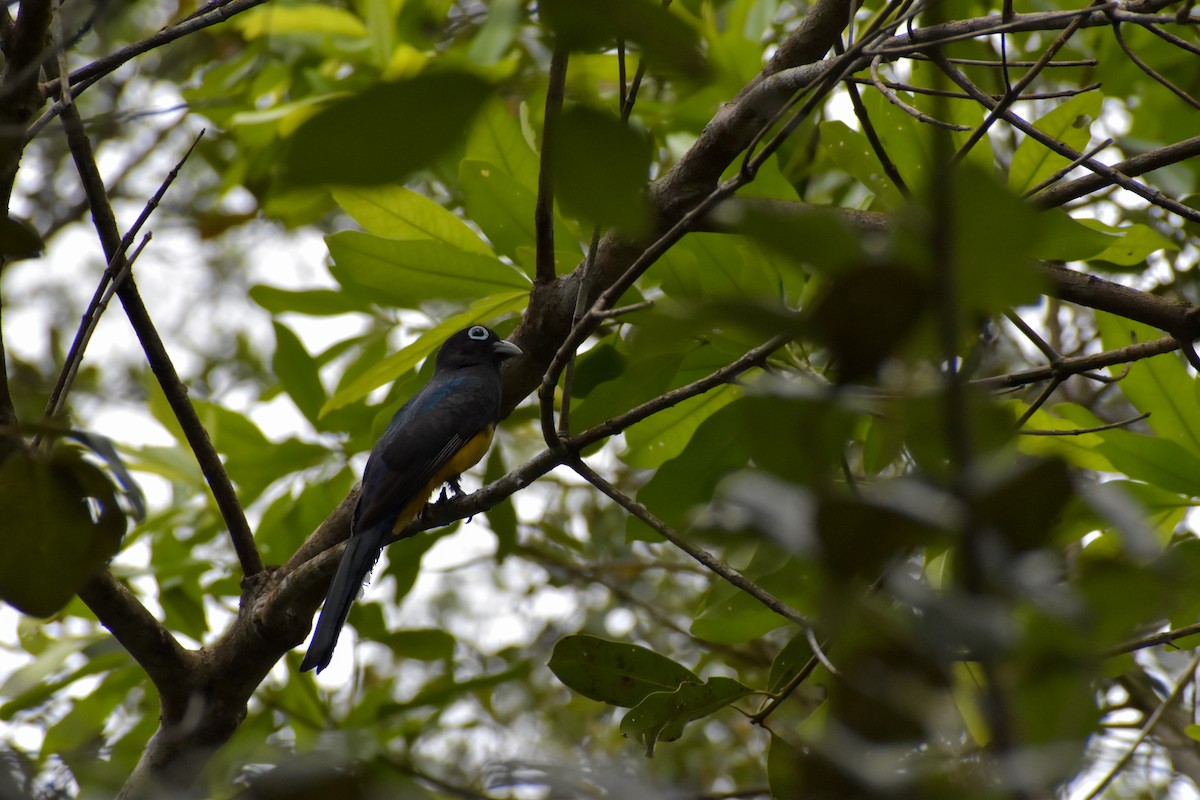 Black-headed Trogon - ML640777852